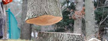 Best Tree Removal  in Shoreline, WA