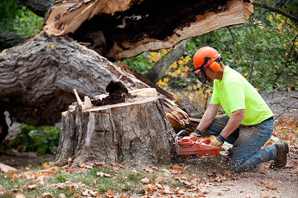 How Our Tree Care Process Works  in  Shoreline, WA