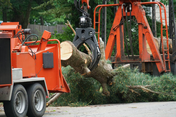 Best Organic Lawn Care Solutions  in Shoreline, WA